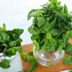 How to Store Fresh Herbs the Right Way