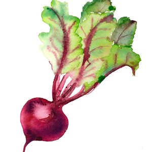 Beet watercolor