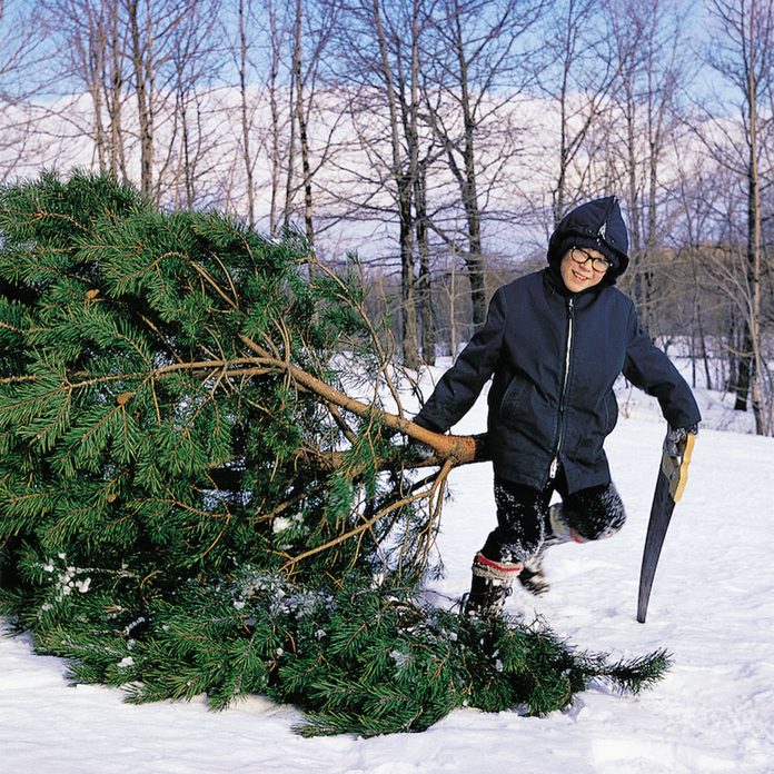 Boy dragging a tree he chopped down