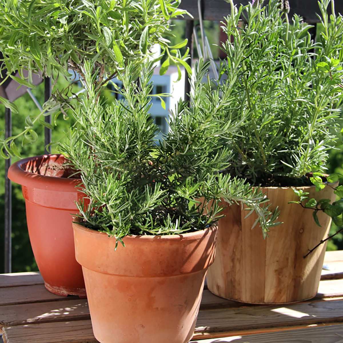 Rosemary, mint, lavender and other herbs in the pot