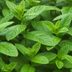 What's the Difference Between Spearmint and Peppermint?