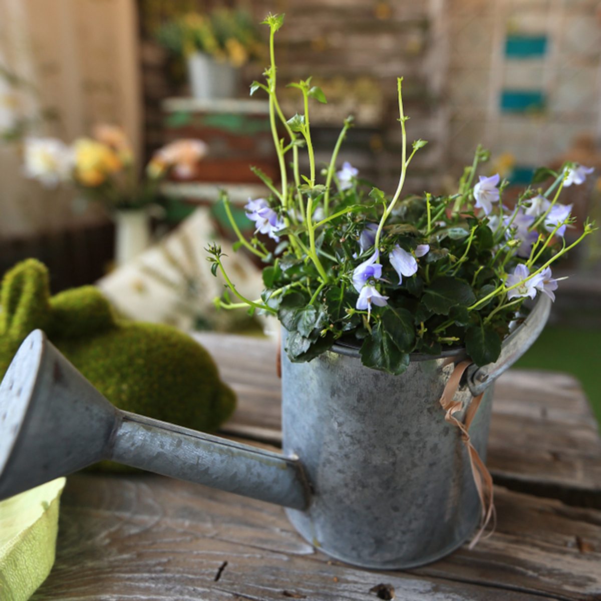 view from the top.watering can with flower arrangement.