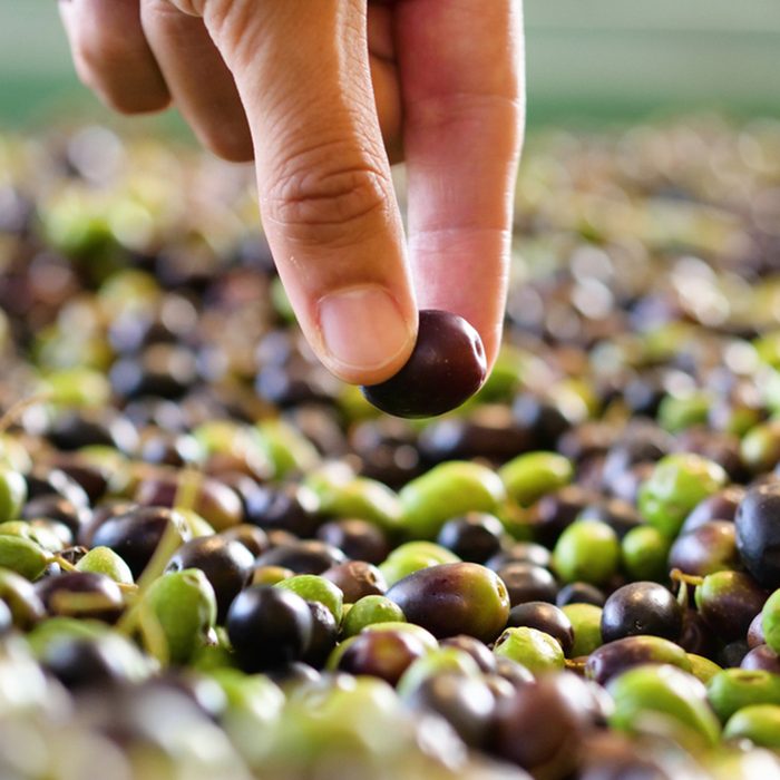 One hand takes in the hands of the olives that have just fallen from the tree for the production of extra virgin olive oil produced in italy to control the quality.