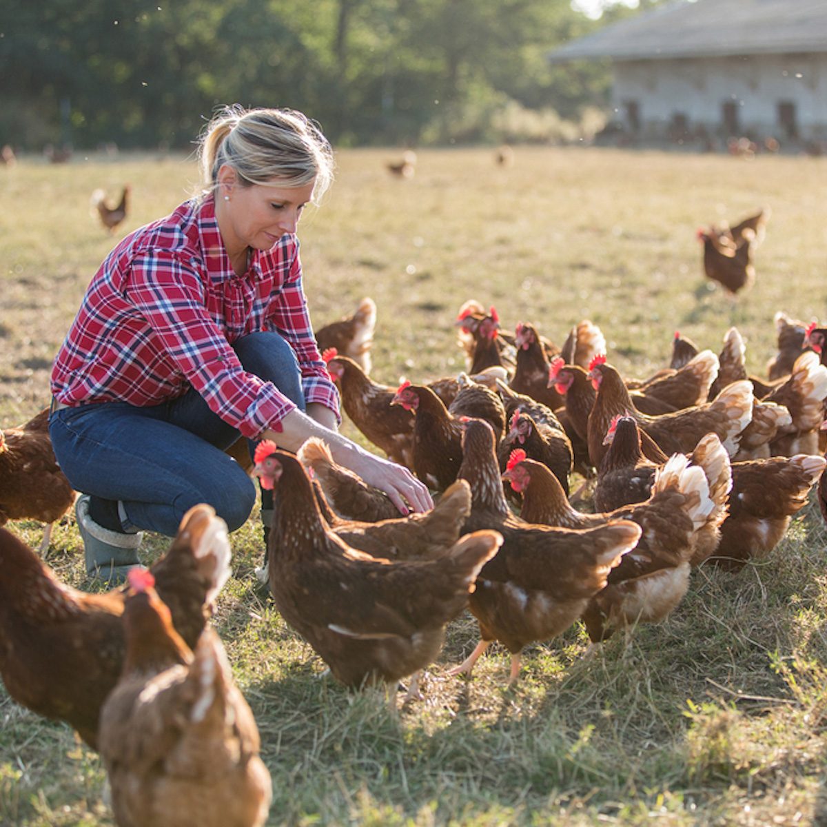 female farmer looking for eggs
