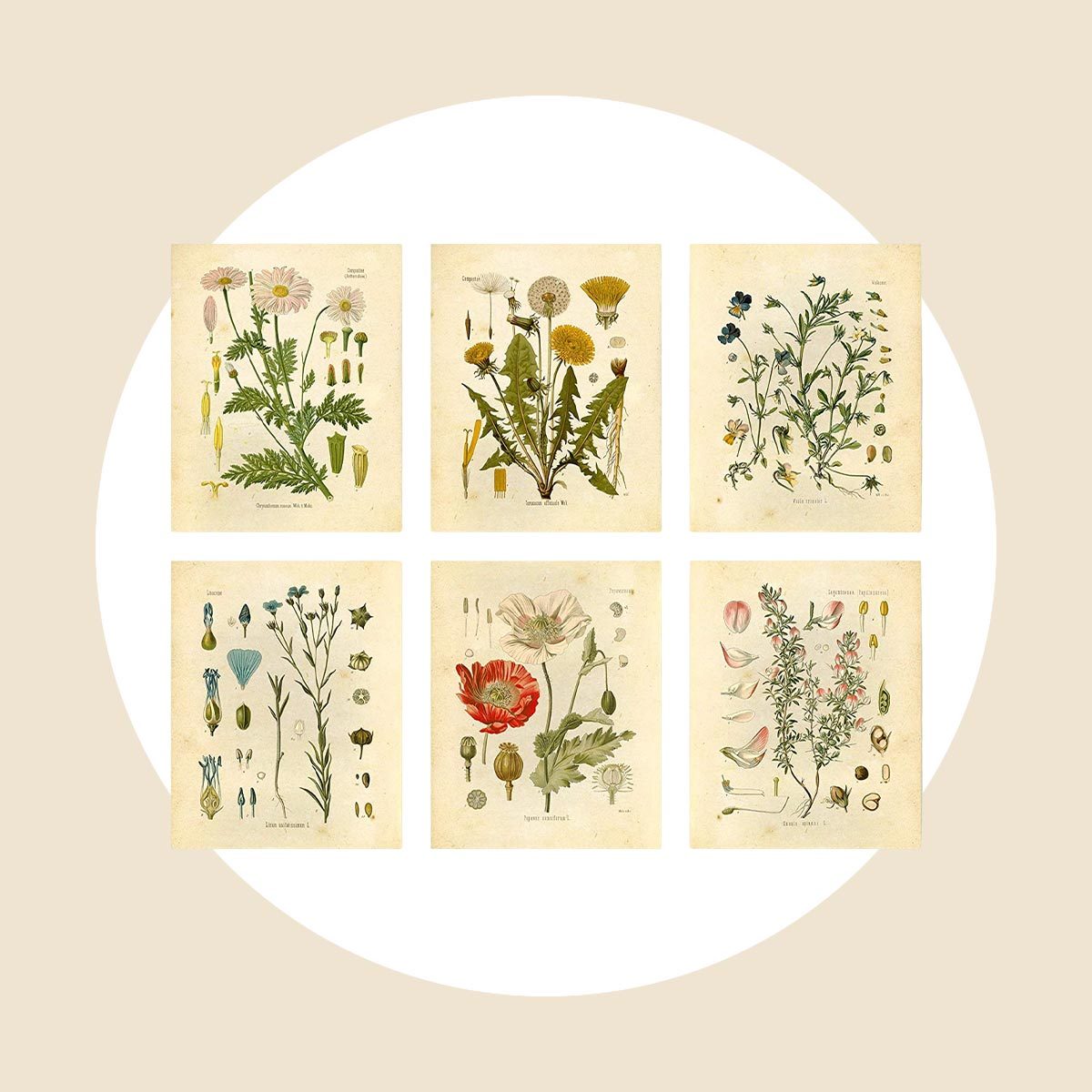 Fruit and Flowers Art Print