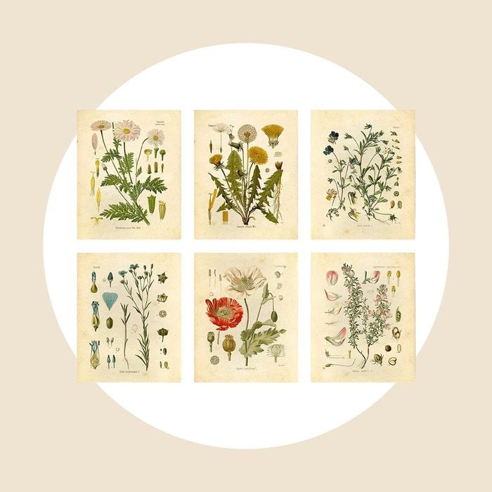 Fruit and Flowers Art Print