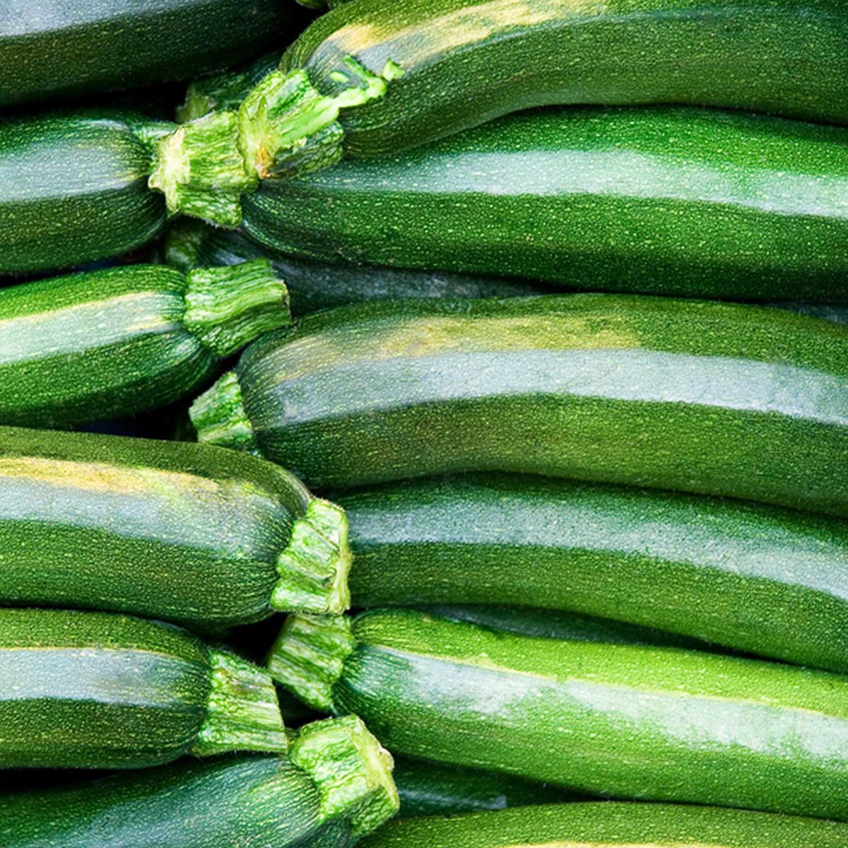Zucchini