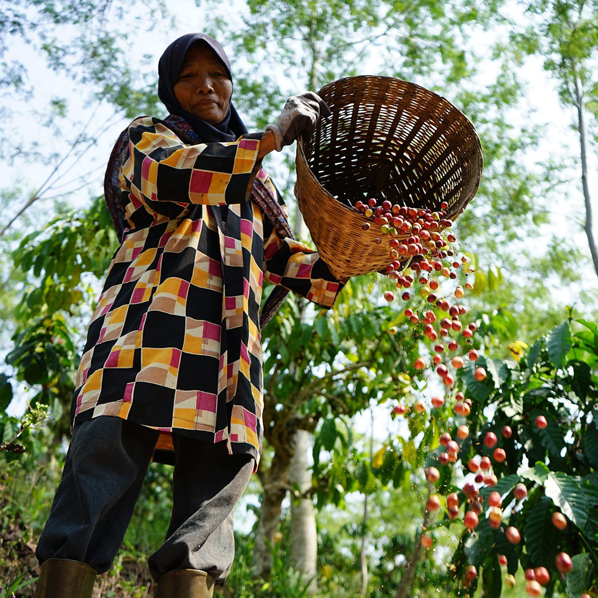 Banaran Coffee Village near the city of Semarang in Central Java, Indonesia,