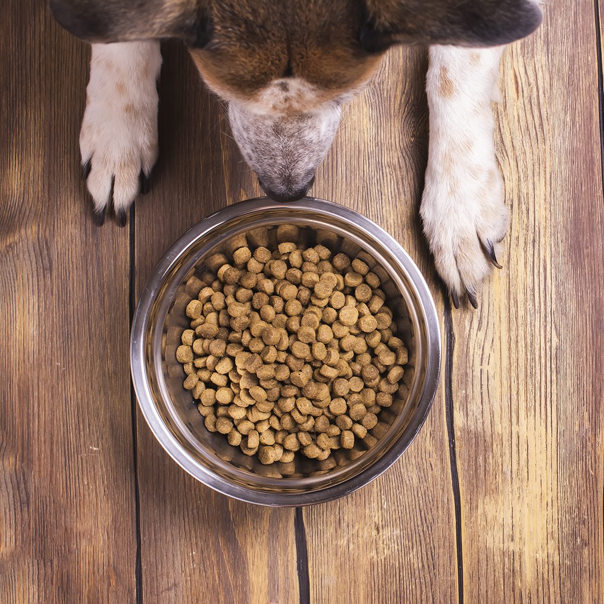 Bowl of dry kibble dog food and dog