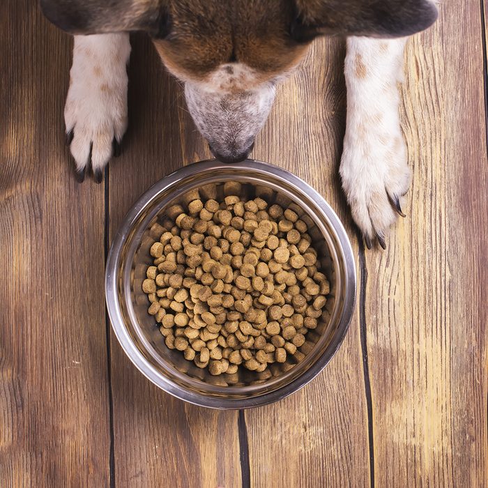 Bowl of dry kibble dog food and dog