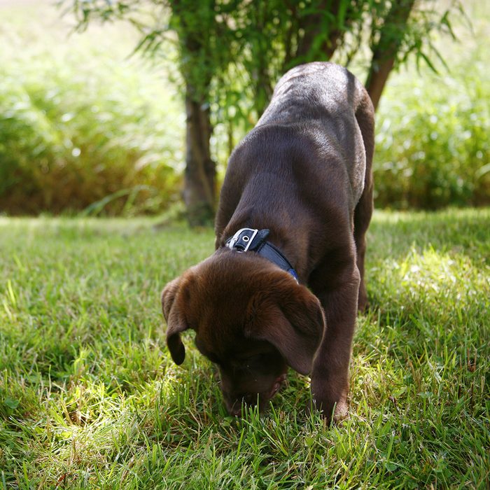 Dog sniffing grass