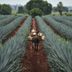 What Is Tequila Made From?