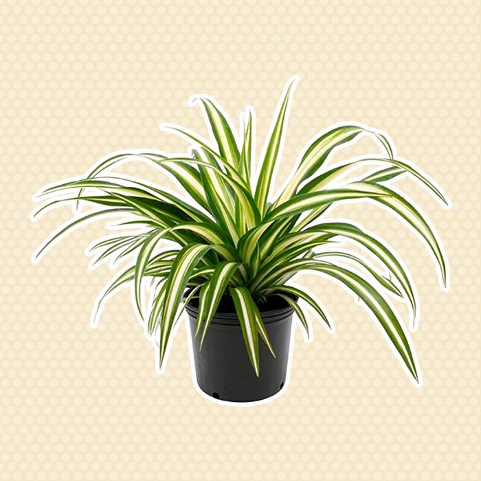 Spider plant