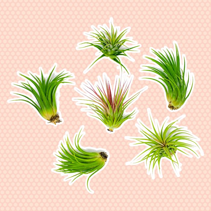 low light houseplants Lowlight Air Plant Pack Decorations