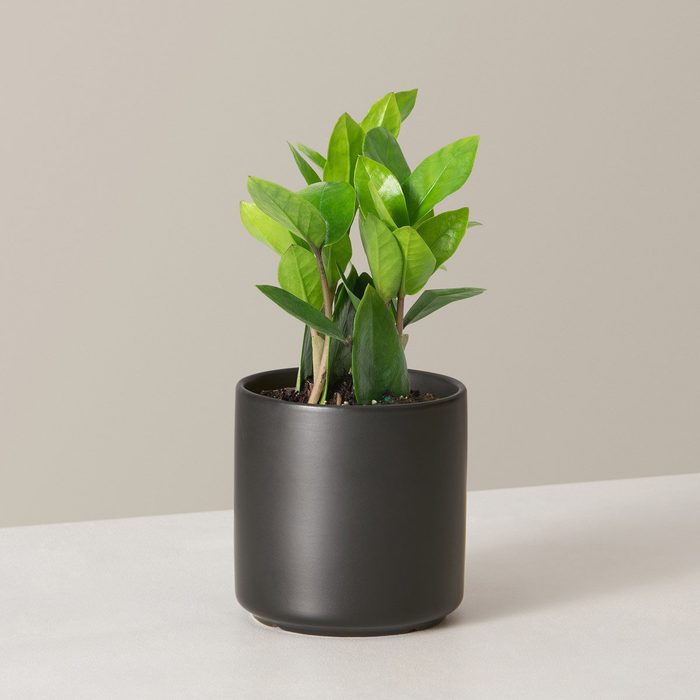 low light houseplants The Sill Zz Plant Variant Small Acadia Black 1280x
