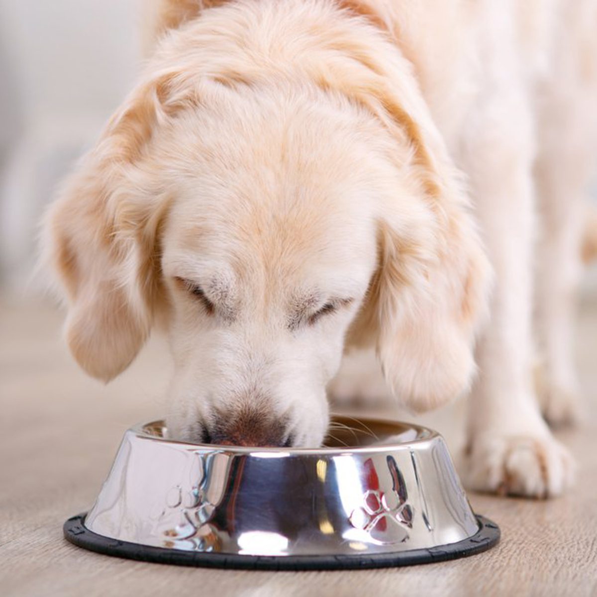 Fluffy dog eating out of a bowl