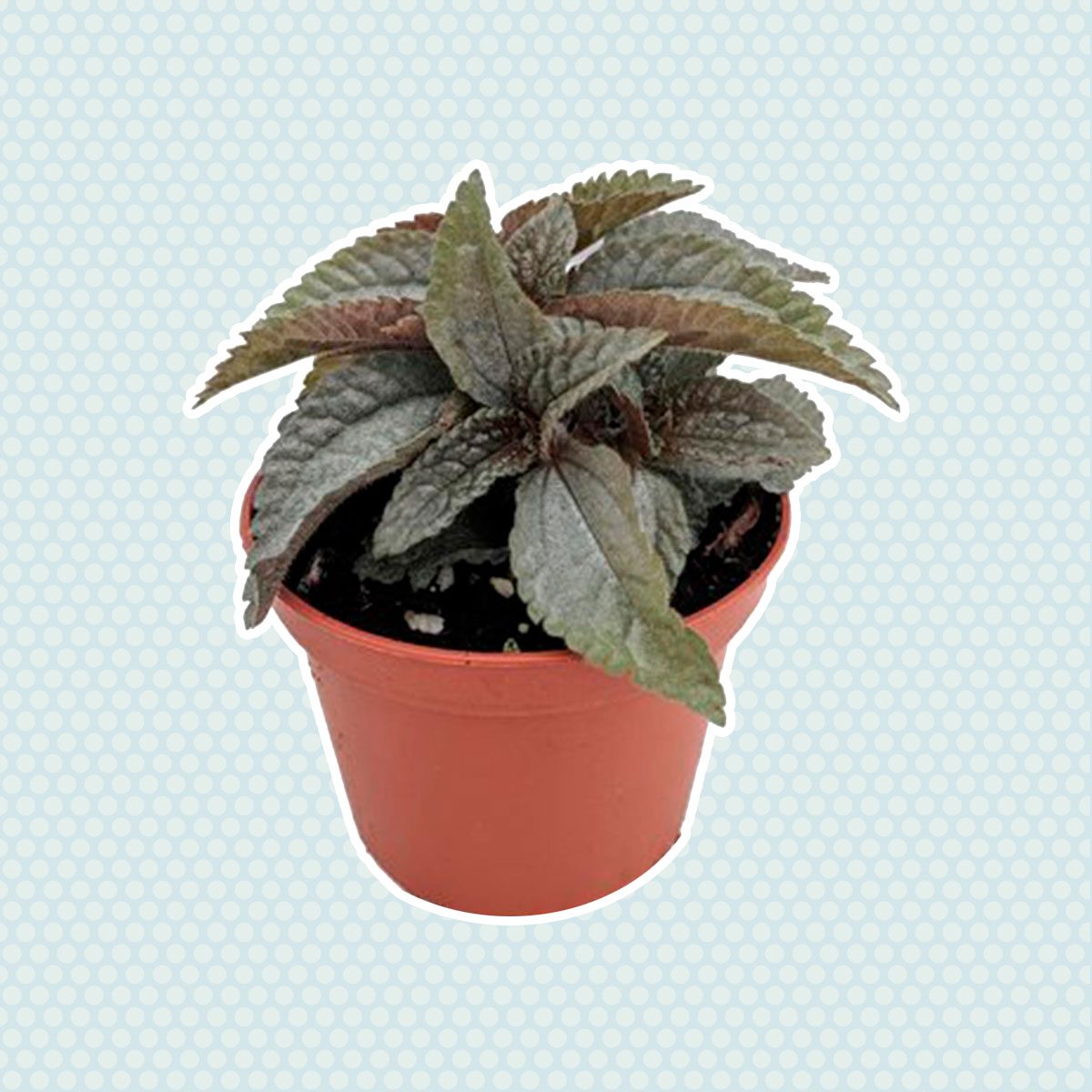 Friendship plant