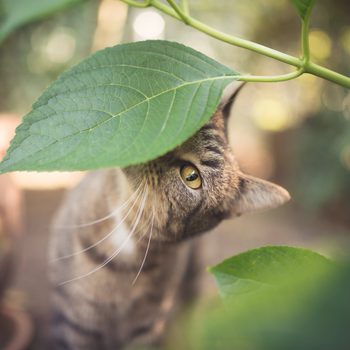 tabby european shorthair cat sniffing on leaves in the garden