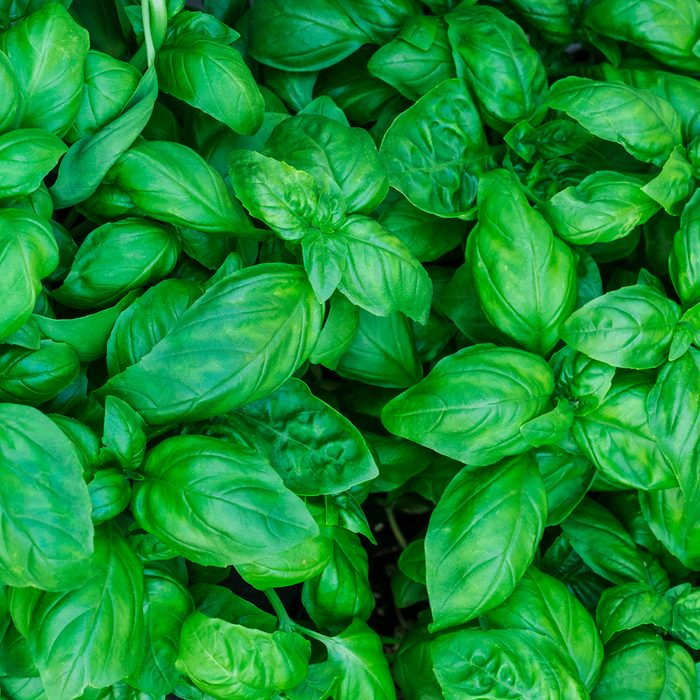 Fresh basil