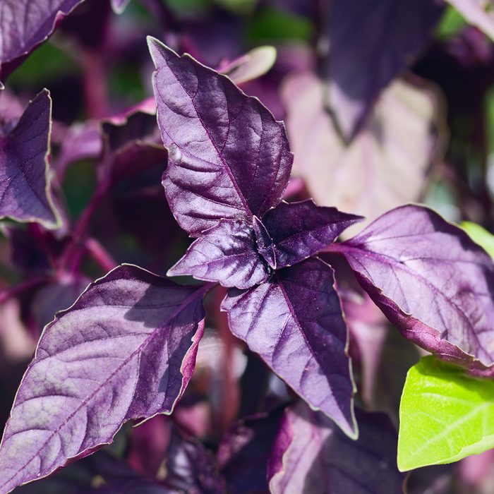 Purple basil