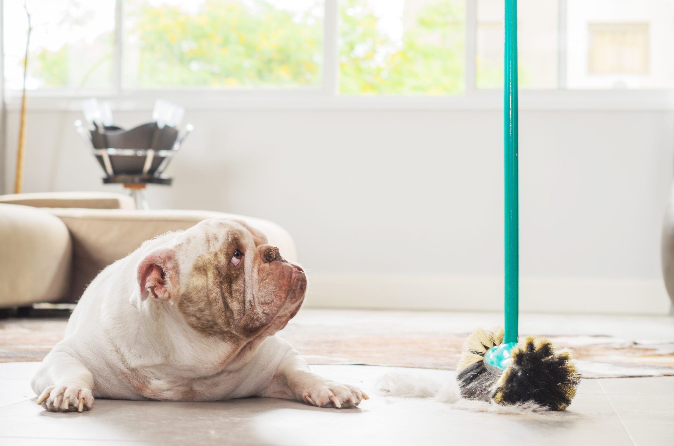Bulldog looking up at mop