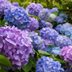 How to Care for Hydrangeas: 7 Things You Need to Know