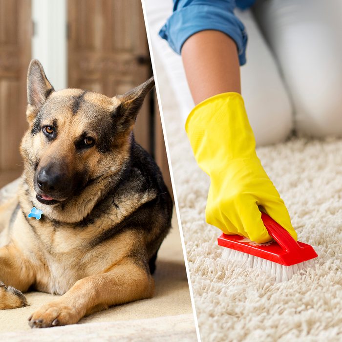 Woman washing carpet with brush at home