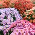 How to Care for Chrysanthemums: 6 Things You Need to Know About Mums
