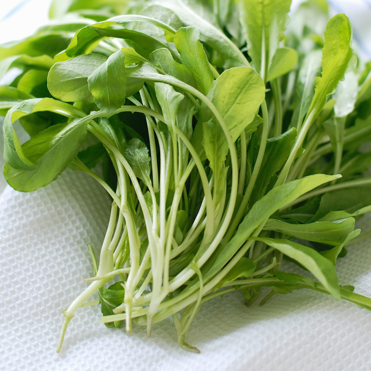Arugula on paper towel
