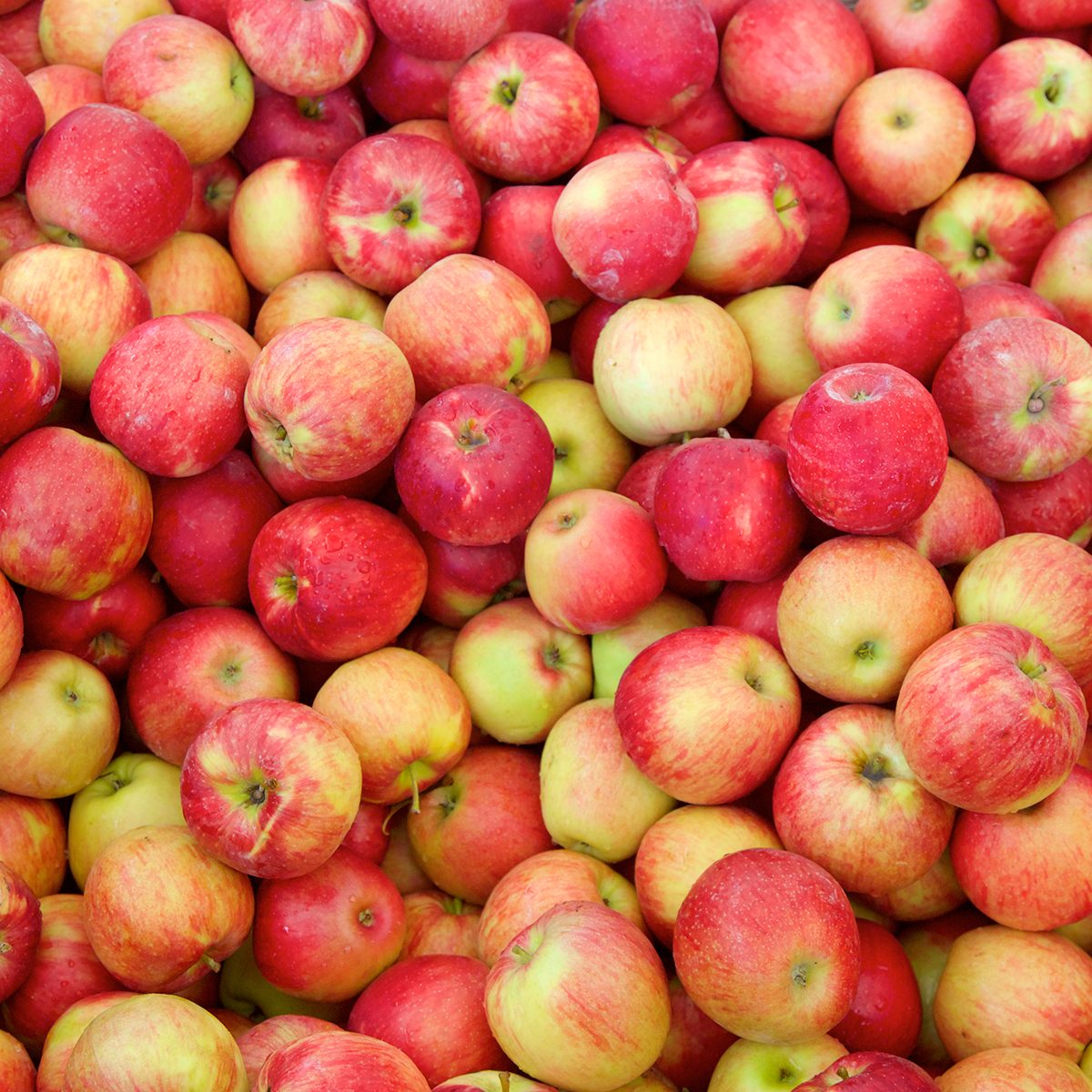 Jonagold apples background at apple harvest. A cross between a golden delicious an jonathan apple