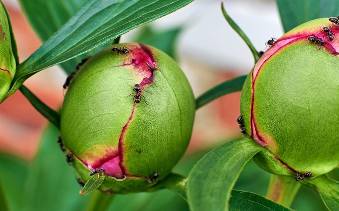 peonies care Buds Of Pink Peonies And Ants.