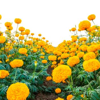 Shutterstock 1012802035 Marigold Hero