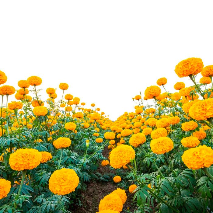 Marigolds