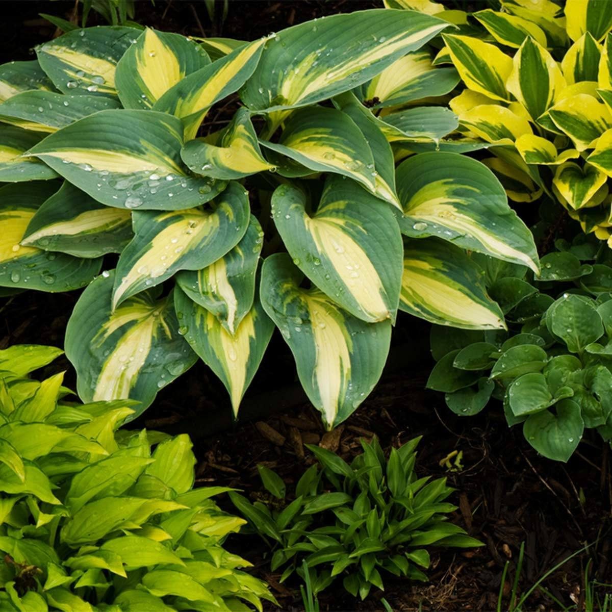 hosta