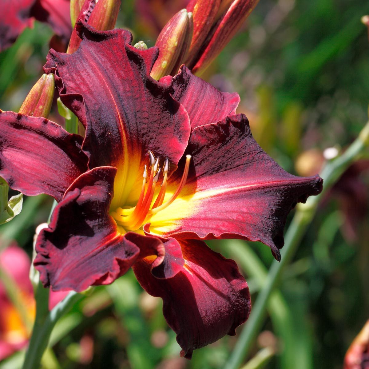 Daylilies