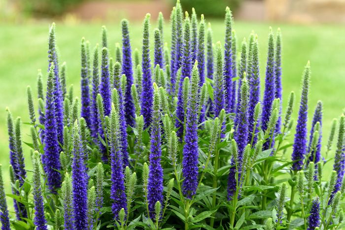 Veronica Ulster Blue Dwarf