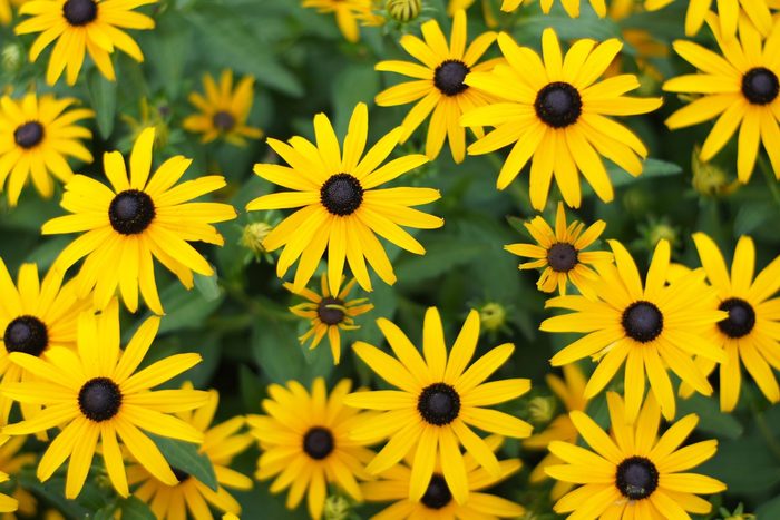 black eyed susan flowers