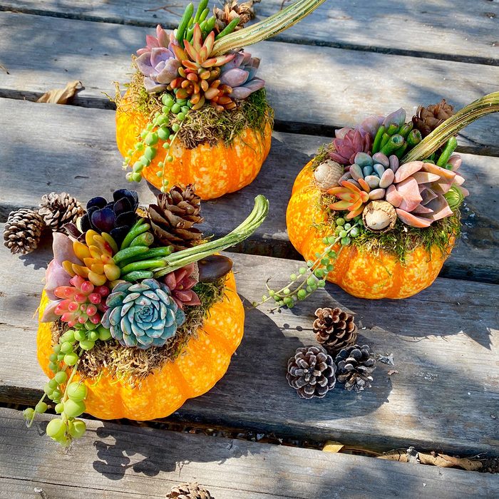 Succulent Pumpkins