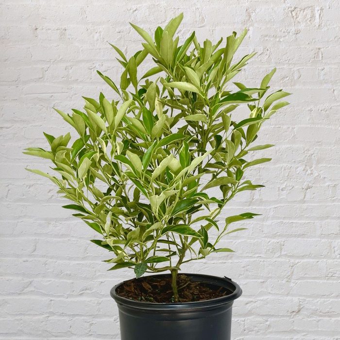 Variegated Kumquat Tree