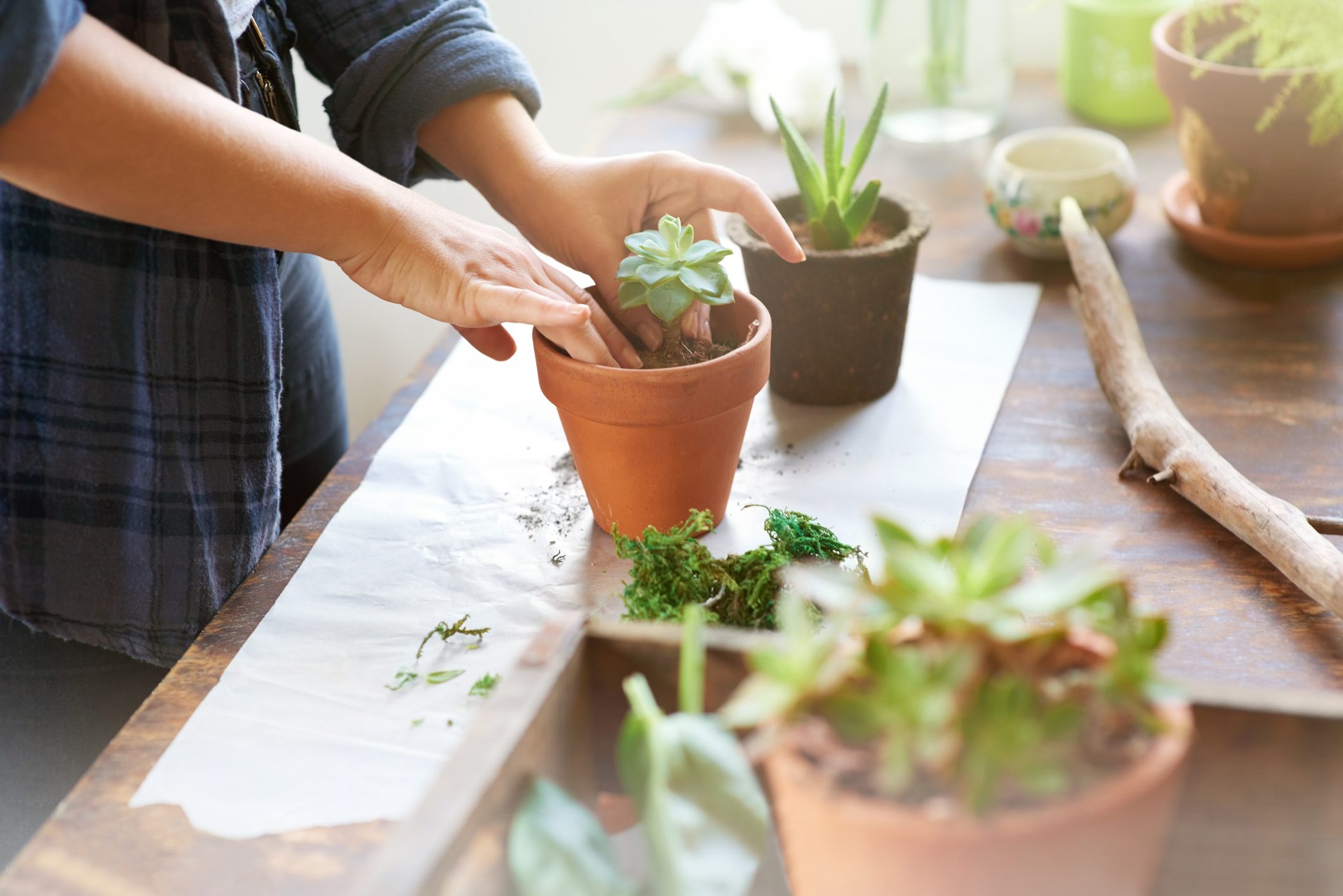 How to Propagate Succulents from a Cutting, Leaf or Pup