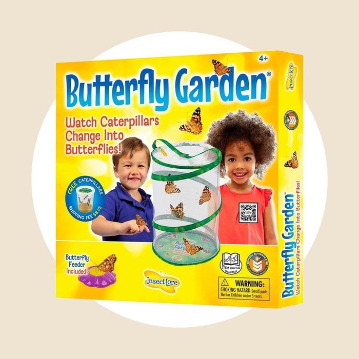 Insect Lore Butterfly Growing Kit