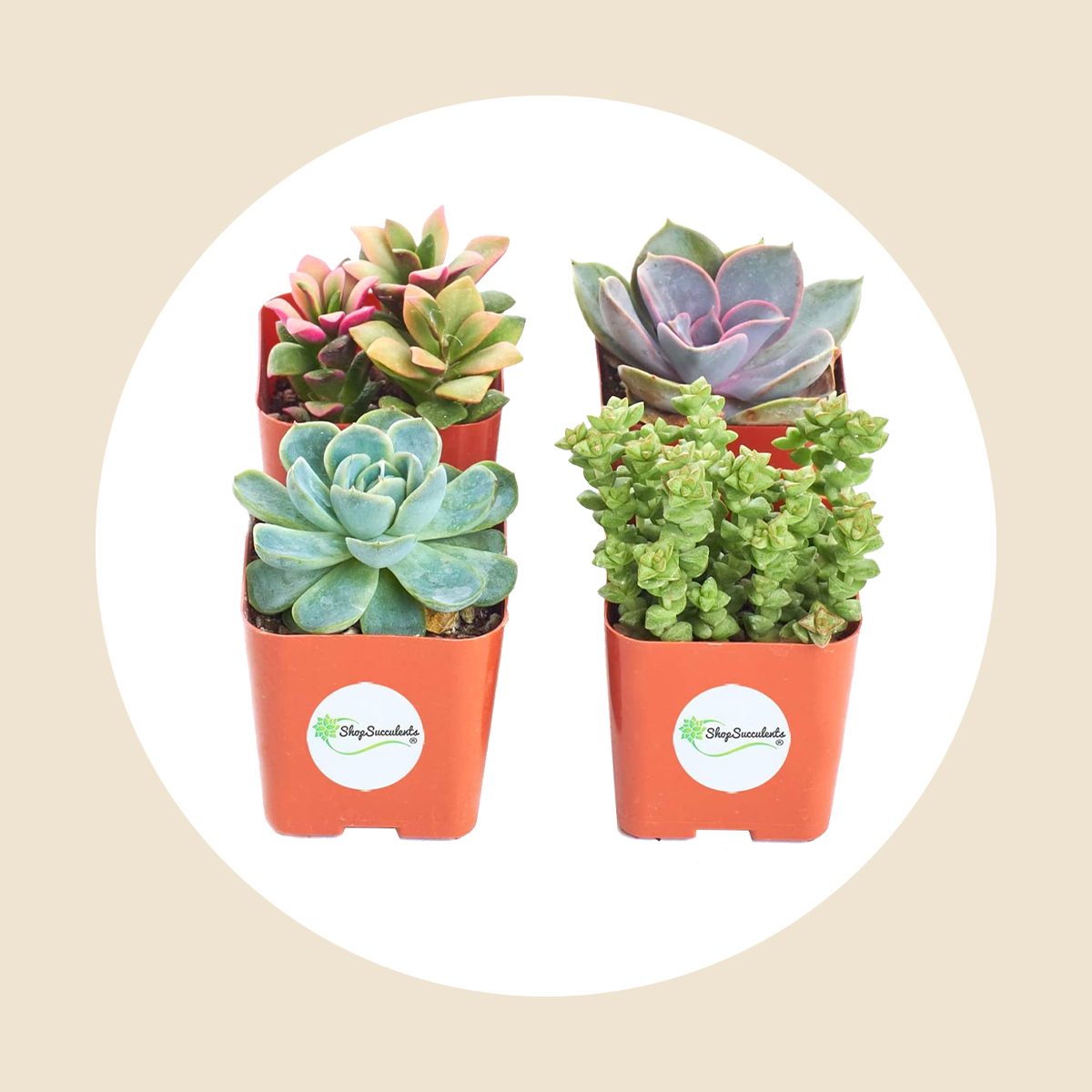 Mini Live Succulents