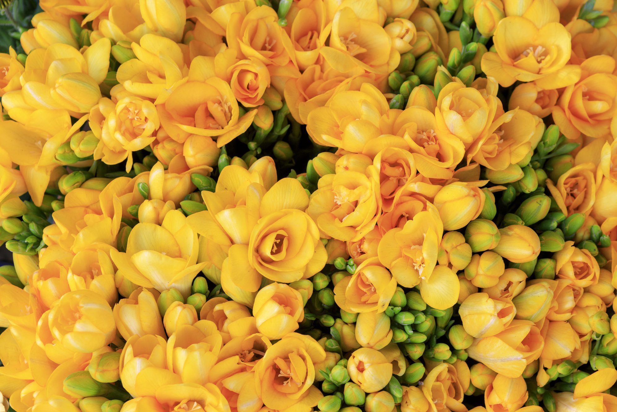 full frame of Yellow Freesia Flower