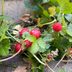 What's the Difference Between Mock Strawberry and Wild Strawberry Plants?