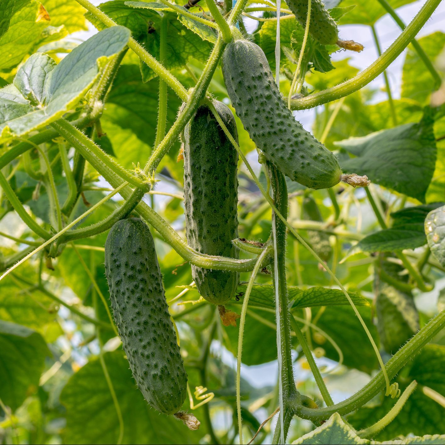 Cucumbers growing in the greenhouse.