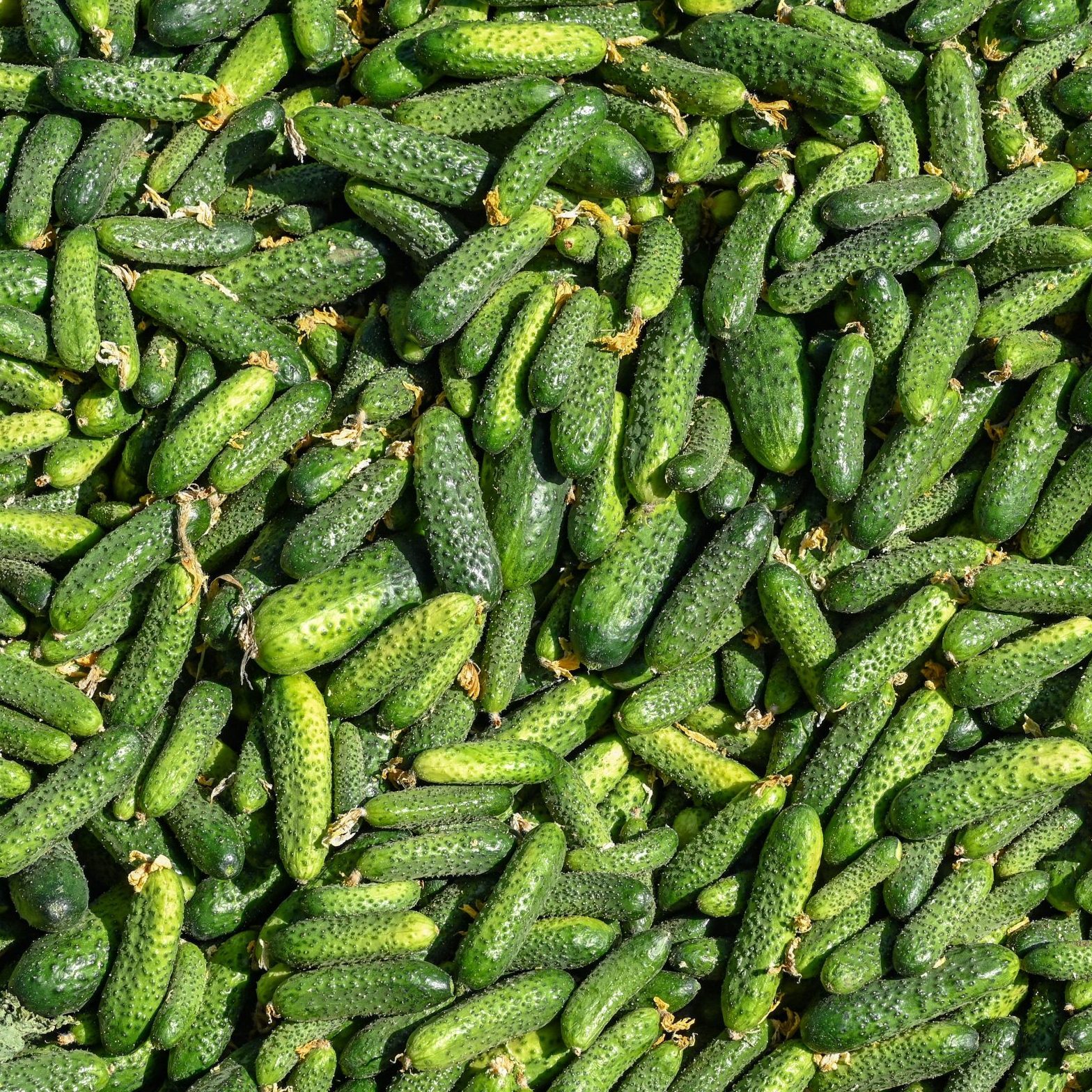 Start of the Spreewald cucumber harvest