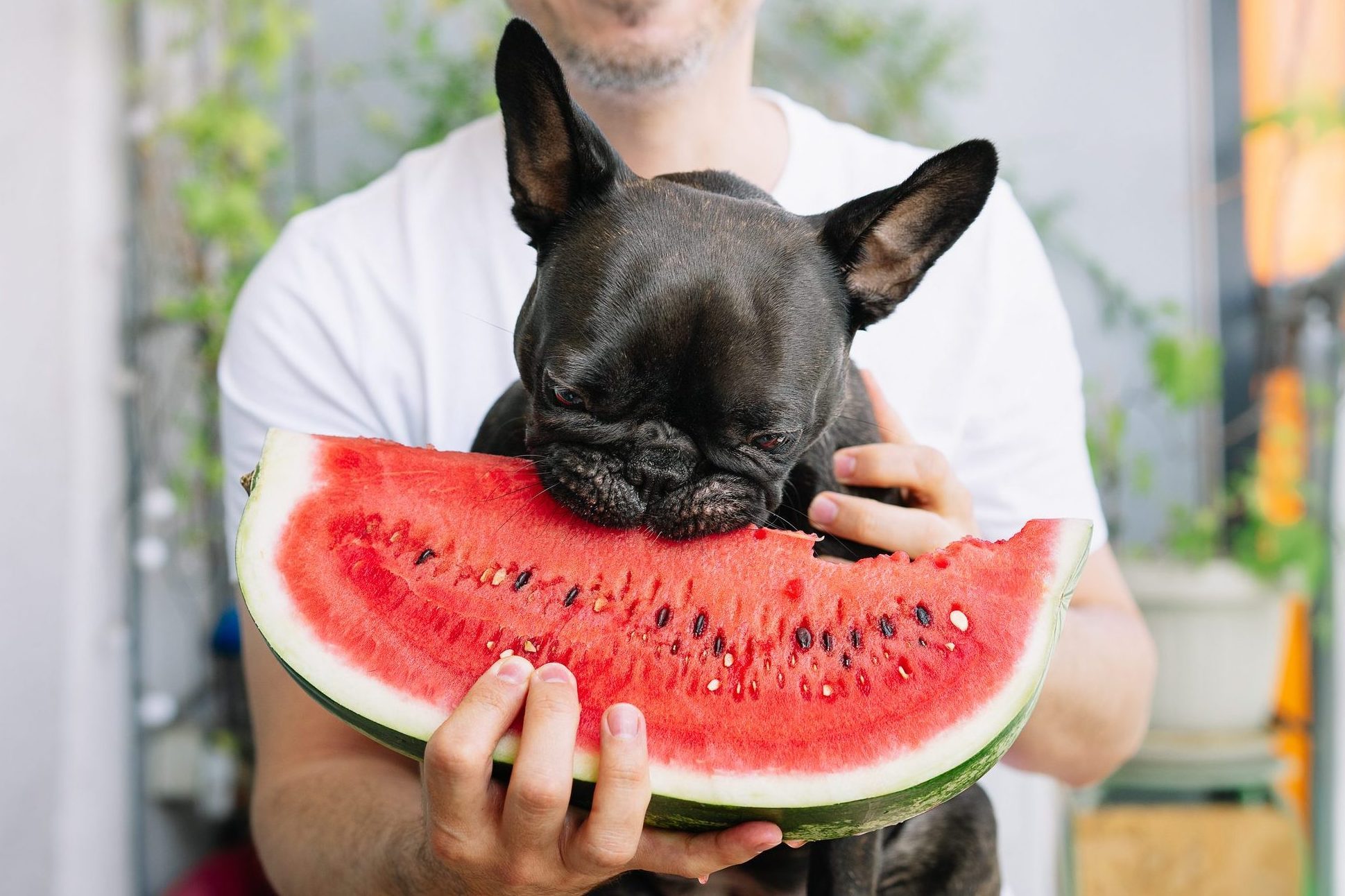 11 Summer Foods You Should Never Share With Your Dog—and 5 You Can