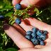 How to Pick the Best Blueberries