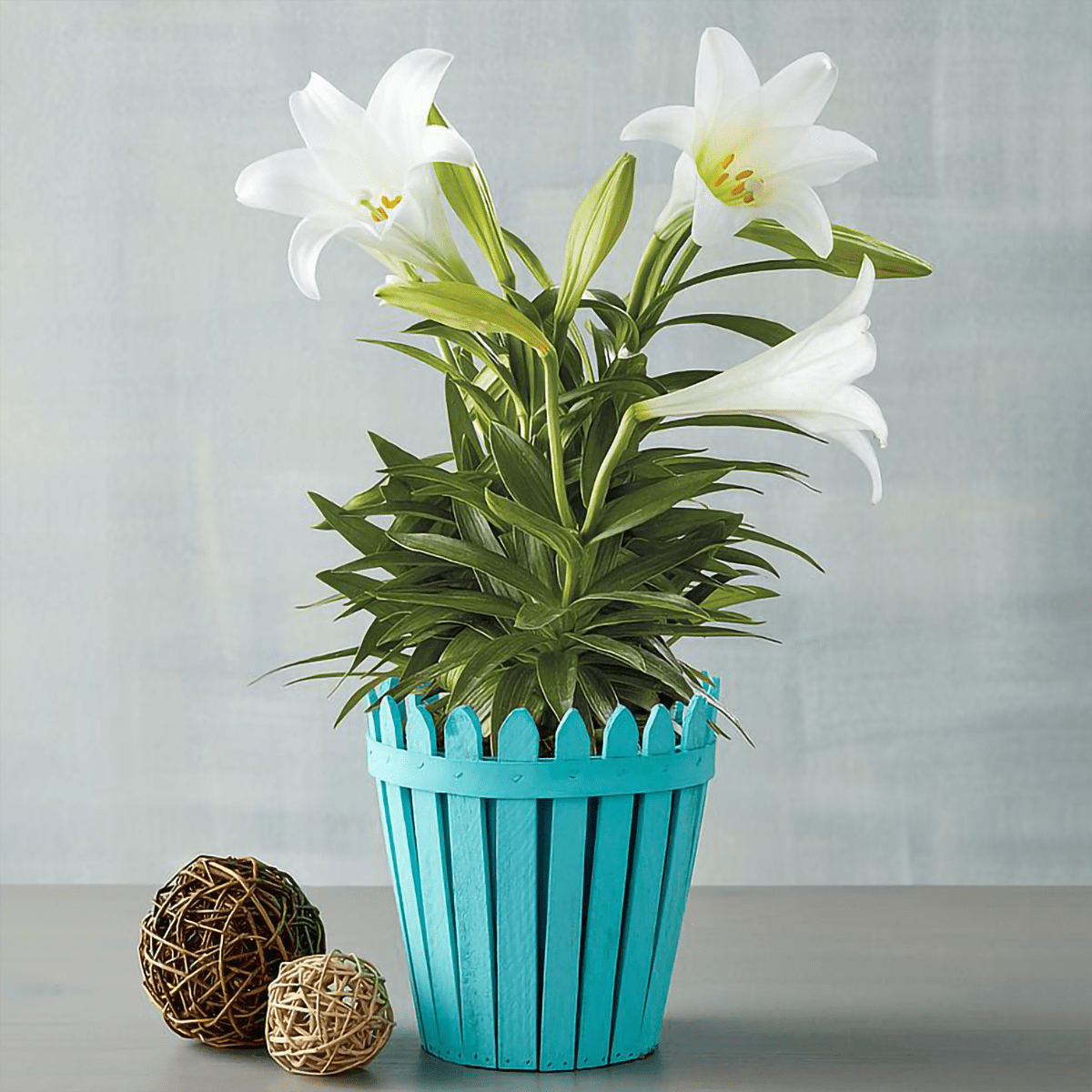 Here’s Where to Buy Easter Lilies Online