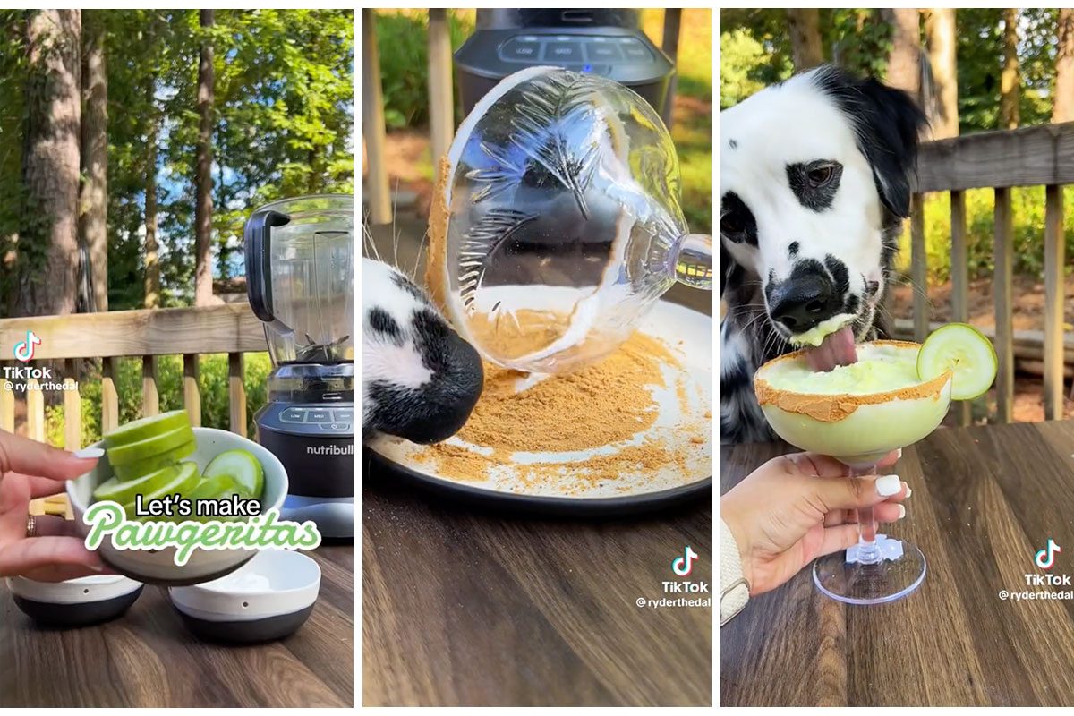 How to Make a Dog-Friendly Margarita